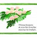 Petals in my Hair - mimosa thumbnail